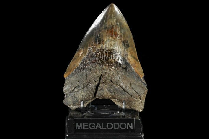 Serrated, Fossil Megalodon Tooth - Georgia #114615